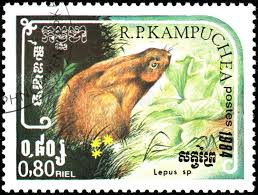 Attēlu rezultāti vaicājumam “Lepus sp.”