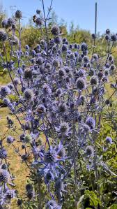 Attēlu rezultāti vaicājumam “Succisa pratensis flower”