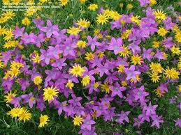 Image result for Campanula patula