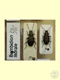 Attēlu rezultāti vaicājumam “Bembidion litorale”