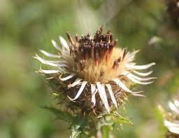 Attēlu rezultāti vaicājumam “Carlina vulgaris flower”