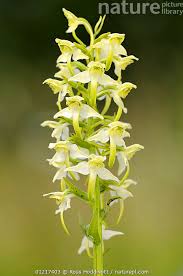 Attēlu rezultāti vaicājumam “Platanthera bifolia flower”