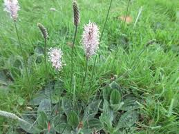 Attēlu rezultāti vaicājumam “Plantago media bud”