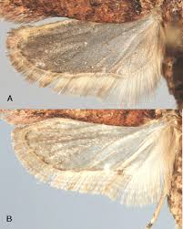 Attēlu rezultāti vaicājumam “Agonopterix ciliella”