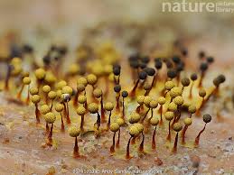 Attēlu rezultāti vaicājumam “Cribraria aurantiaca”