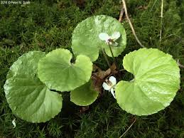 Attēlu rezultāti vaicājumam “Viola uliginosa leaf”