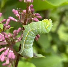 Attēlu rezultāti vaicājumam “Amphipyra”