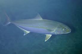 Image result for Seriola dumerili