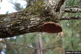Attēlu rezultāti vaicājumam “Phellinus ferruginosus”