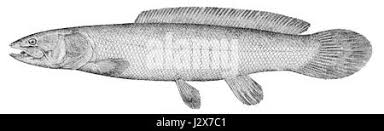 Image result for Amia calva