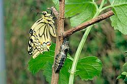 Attēlu rezultāti vaicājumam “Papilio machaon underside”