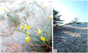 Attēlu rezultāti vaicājumam “Linaria loeselii bud”