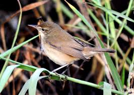 Attēlu rezultāti vaicājumam “Acrocephalus dumetorum”