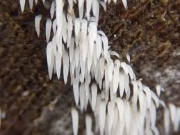 Attēlu rezultāti vaicājumam “Mucronella calva”