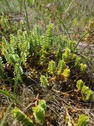 Attēlu rezultāti vaicājumam “Honckenya peploides bud”