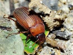 Attēlu rezultāti vaicājumam “Serica brunnea”