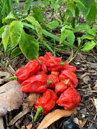 Afbeeldingsresultaat voor aji dulce sweet pepper