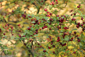 Attēlu rezultāti vaicājumam “Cotoneaster divaricatus fruit”