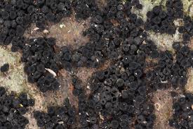 Attēlu rezultāti vaicājumam “Lasiosphaeria ovina”