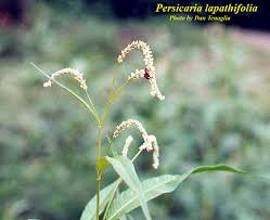 Attēlu rezultāti vaicājumam “Persicaria lapathifolia flower”