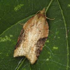 Attēlu rezultāti vaicājumam “Acleris laterana”