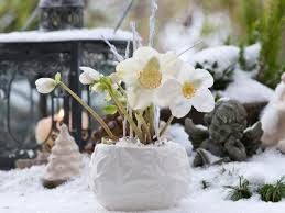 Image result for Christrose