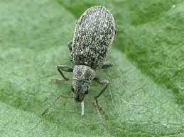 Attēlu rezultāti vaicājumam “Polydrusus mollis”