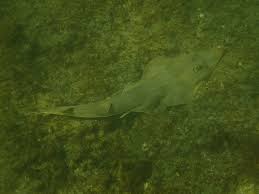 Image result for Pseudobatos lentiginosus