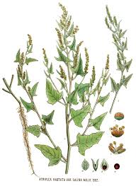 Attēlu rezultāti vaicājumam “Atriplex calotheca”