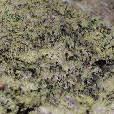 Attēlu rezultāti vaicājumam “Calicium viride”