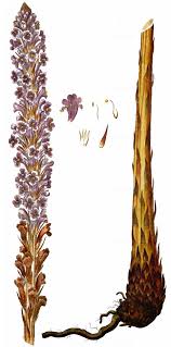 Attēlu rezultāti vaicājumam “Orobanche elatior”