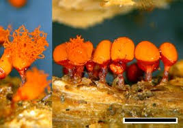 Attēlu rezultāti vaicājumam “Arcyria incarnata”