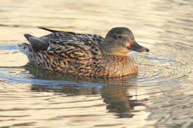 Attēlu rezultāti vaicājumam “Anas platyrhynchos female”