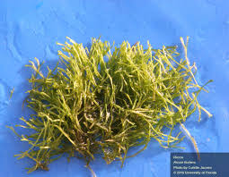 Attēlu rezultāti vaicājumam “Riccia”