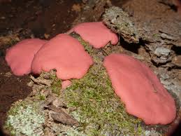 Attēlu rezultāti vaicājumam “Tubifera magna”