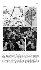 Attēlu rezultāti vaicājumam “Diderma testaceum young”