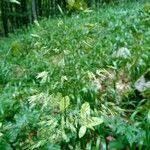 Attēlu rezultāti vaicājumam “Festuca altissima flower”