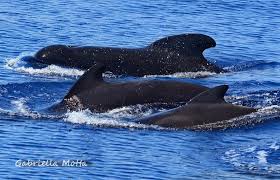 Image result for Globicephala melas