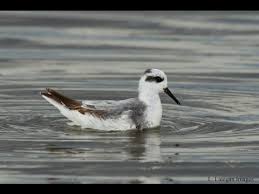 Attēlu rezultāti vaicājumam “Phalaropus fulicarius adult”