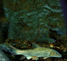 Image result for Barbus barbus
