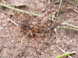 Attēlu rezultāti vaicājumam “Lophopilio palpinalis”