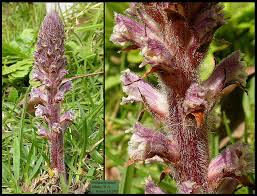 Attēlu rezultāti vaicājumam “Orobanche elatior bud”