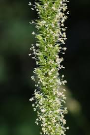 Attēlu rezultāti vaicājumam “Phleum phleoides”
