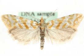 Attēlu rezultāti vaicājumam “Aethes margaritana”