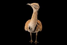 Image result for Chlamydotis macqueenii