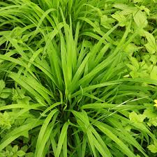 Attēlu rezultāti vaicājumam “Brachypodium sylvaticum”