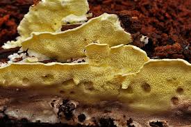 Attēlu rezultāti vaicājumam “Flaviporus citrinellus”