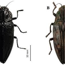 Attēlu rezultāti vaicājumam “Chalcophora mariana”