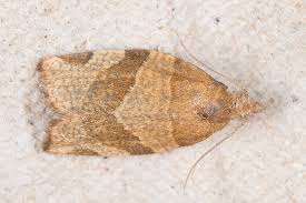 Attēlu rezultāti vaicājumam “Pandemis cerasana”