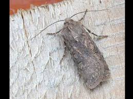 Attēlu rezultāti vaicājumam “Euxoa nigricans”